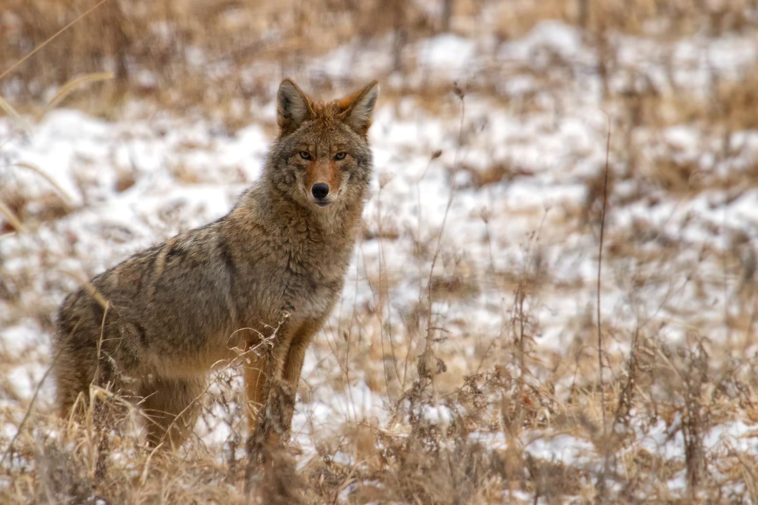 In 2019, former Montana Sen. Mike Phillips, also a renowned wildlife biologist who led the wolf reintroduction in Yellowstone National Park, introduced bills to outlaw running over coyotes with snowmobiles. It failed. Photo by Chris Smith/Creative Commons