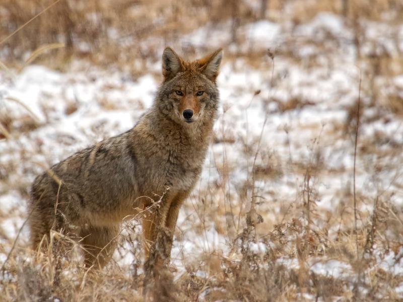 In 2019, former Montana Sen. Mike Phillips introduced a bill to outlaw running over coyotes with snowmobiles. It failed.