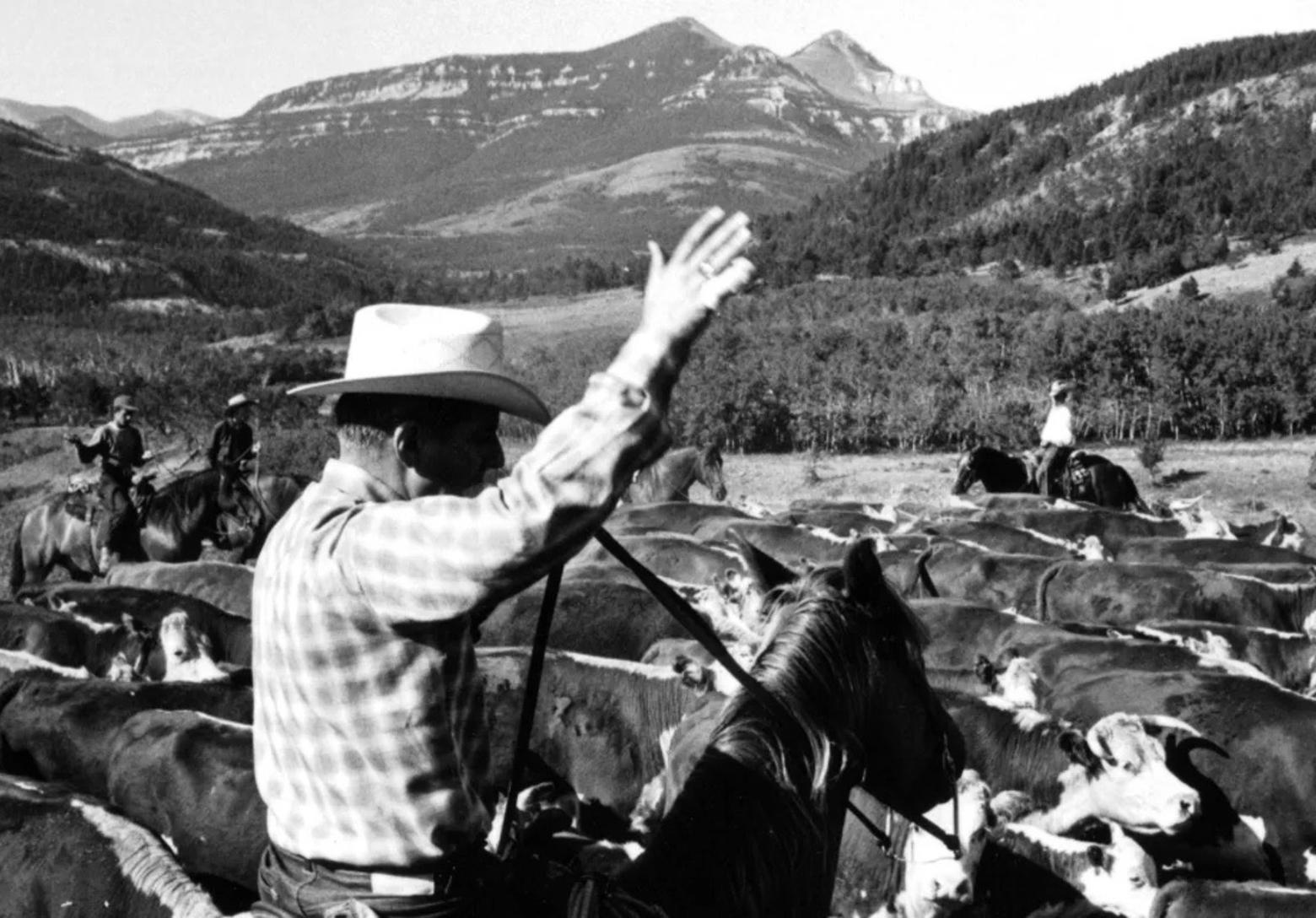 Robert Staffanson left Montana to be a symphony conductor. He returned to the West because he loved the people and the land that shapes them. This photo of Staffanson (foreground with hand raised) and rancher friends on a cattle roundup appeared originally as part of a profile featured in Look magazine. Photo courtesy Robert Staffanson
