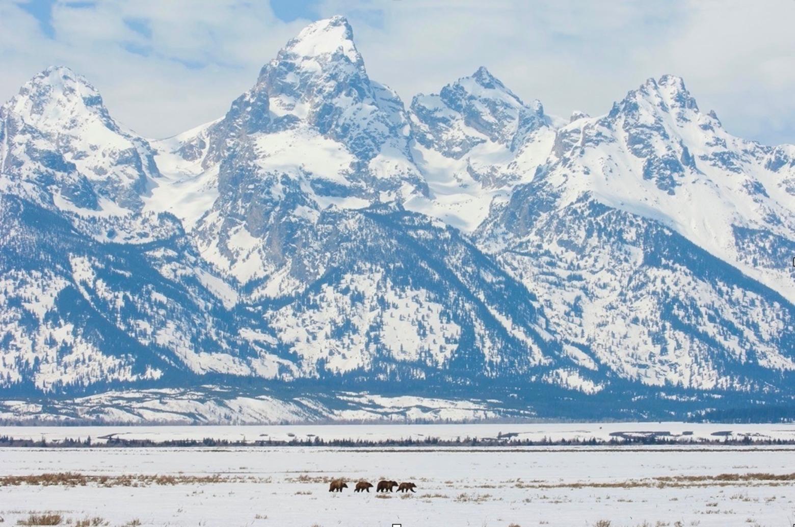 399 and one of her three groups of triplets headed north in front of the Tetons. Photo courtesy Thomas D. Mangelsen (mangelsen.com)