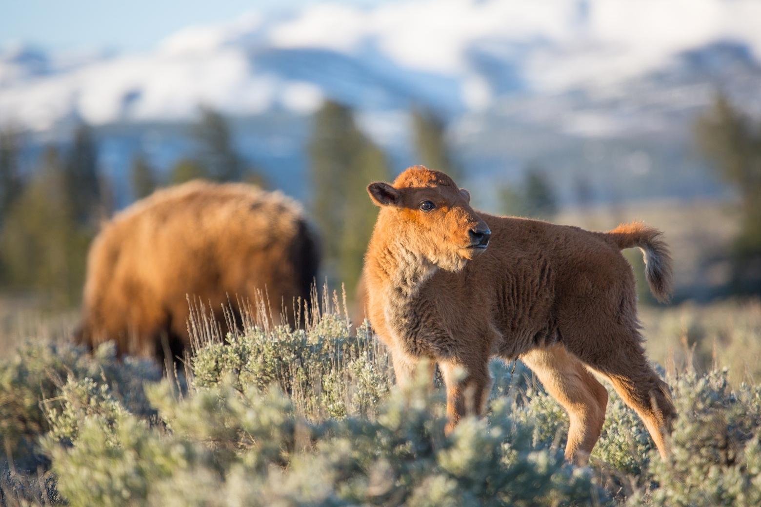 A bison calf at sunrise on Blacktail Deer Plateau in Yellowstone National Park. "Interference by people can cause wildlife to reject their offspring," said the National Park Service in a May 23 statement. Photo by Neal Herbert/NPS