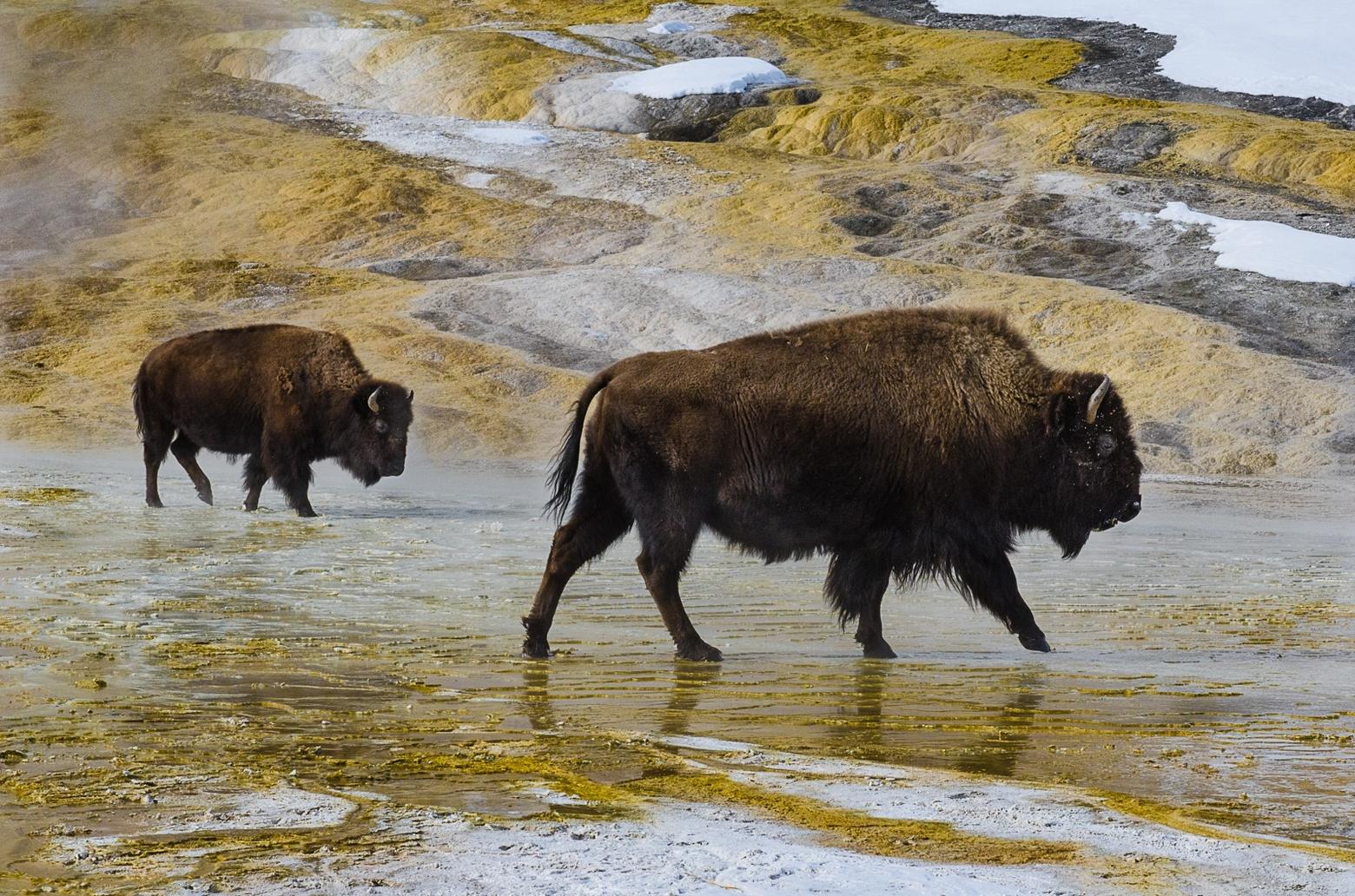 Yellowstone National Park might be the only place in the world where you can see bison in a hot spring. It's hard to believe that they can be killed when they leave the park because of Montana law. Photo by Howie Garber