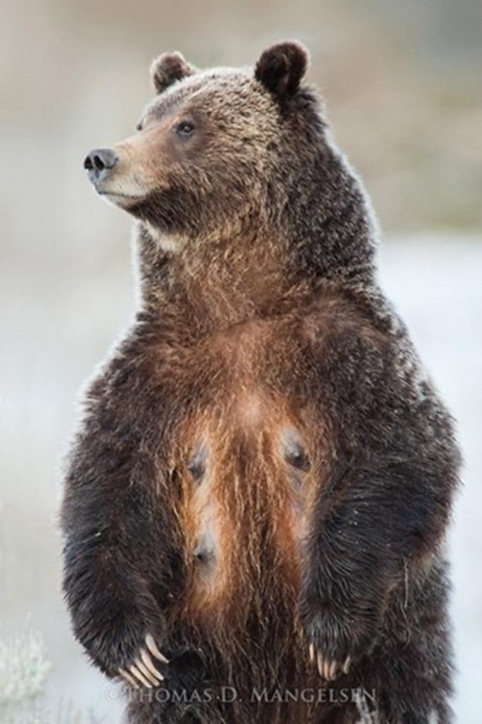 Photo of Grizzly 399 by Thomas D. Mangelsen