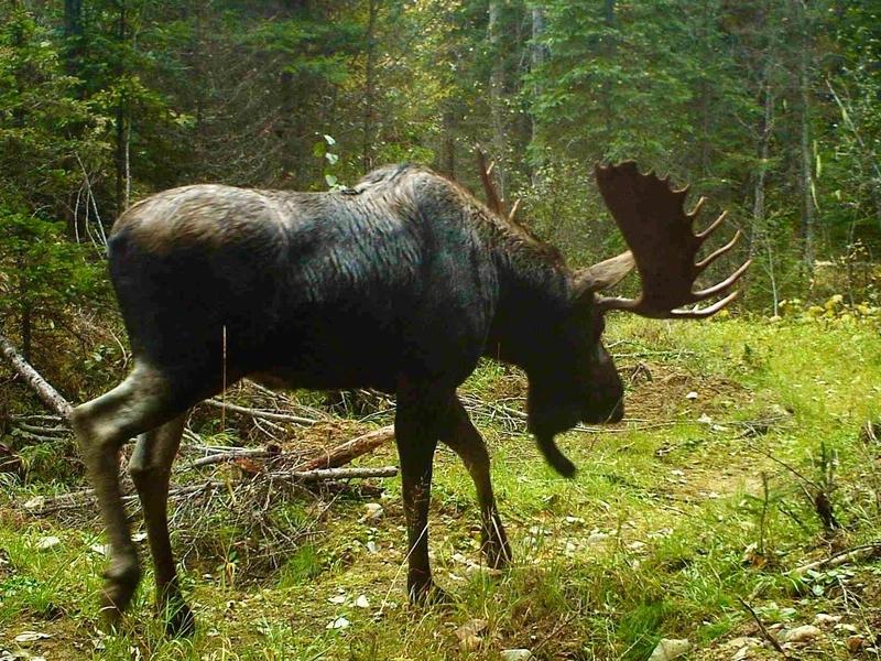 A bull moose in the Yaak Valley rainforest