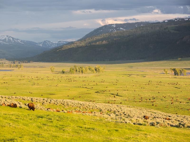 Bison roam the Lamar Valley in Yellowstone National Park