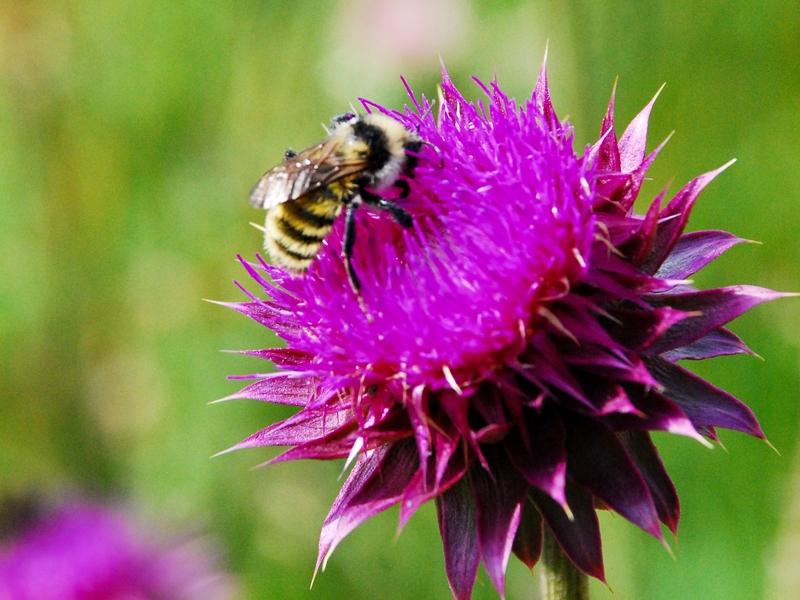 A bee forages on an invasive musk thistle (Carduus nutans) bloom