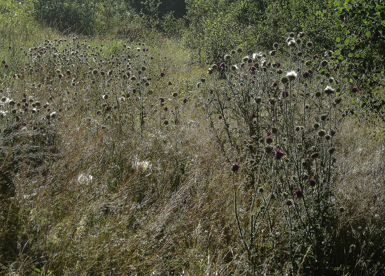 Musk thistle stand before treatment. Photo by Susan Marsh