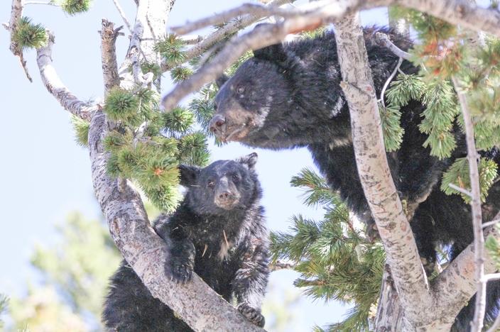 Both grizzlies and black bears (pictured here) rely on the whitebark pine seed for sustenance and it's a common misconception that grizzlies can't climb trees to reach the food. Photo by Eric Johnston/NPS