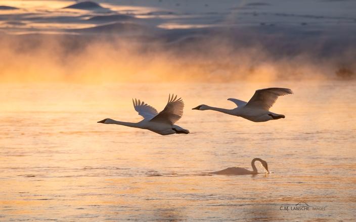 Trupeter swans take flight above the open spring-fed waters of the upper Henry's Fork of the Snake River on a sub-zero January morning.