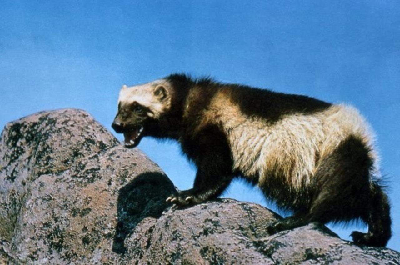 Wolverines number in the hundreds in the Lower 48. On Nov. 27, the U.S. Fish and Wildlife Service may list the wolverine under the Endangered Species Act. Wikimedia photo