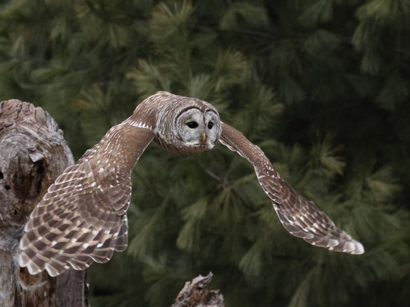 The barred owl is common in most states east of the Mississippi River. In Wyoming? Not so much.