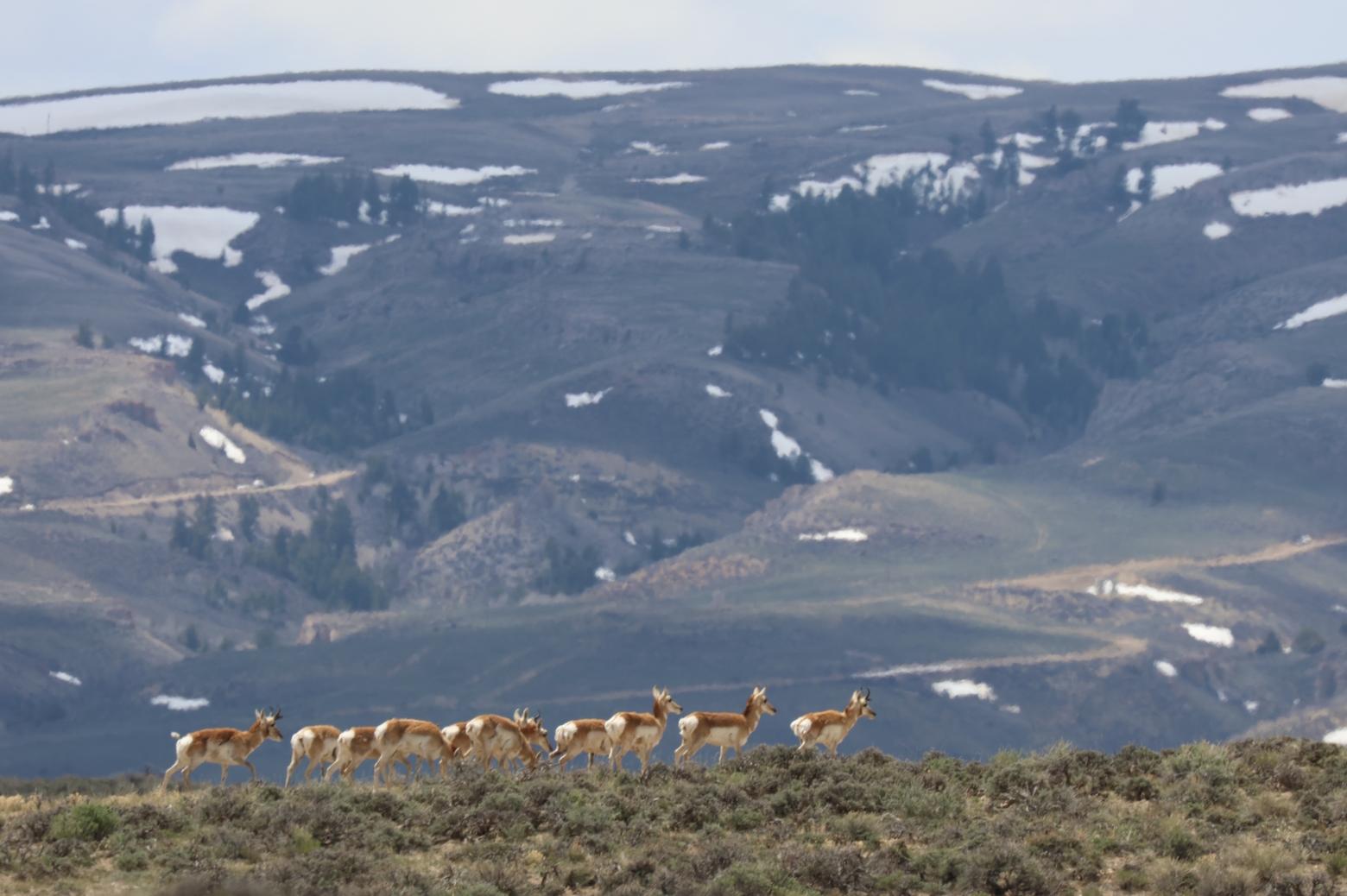 Unprecedented pronghorn losses last winter occurred along the famed Path of the Pronghorn, one of the longest land migrations in the Lower 48 and the first federally designated migration route in the nation. Here, a group of Sublette pronghorns that survived the harsh winter trek south of Big Piney, Wyoming in May 2023. Photo by Mark Gocke