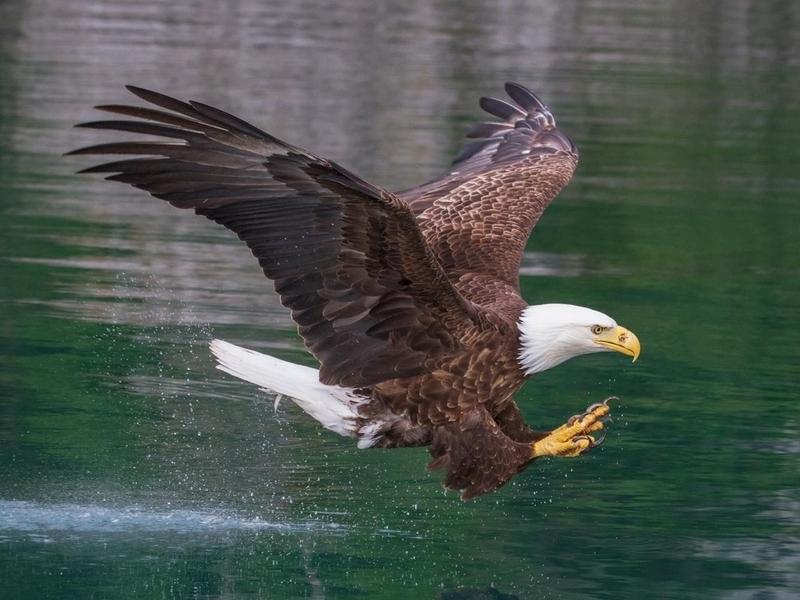 Bald eagles were finally listed under the ESA in 1978