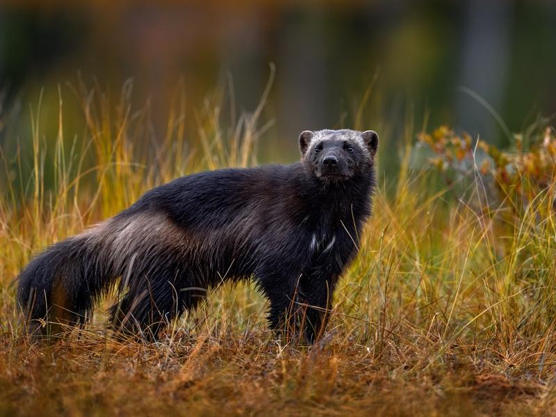 Wolverines were listed as "threatened" last November. Now, Montana plans to sue.