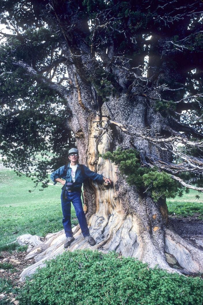 Old-growth whitebark pine, Salt River Range, Wyoming. Photo by Susan Marsh photo