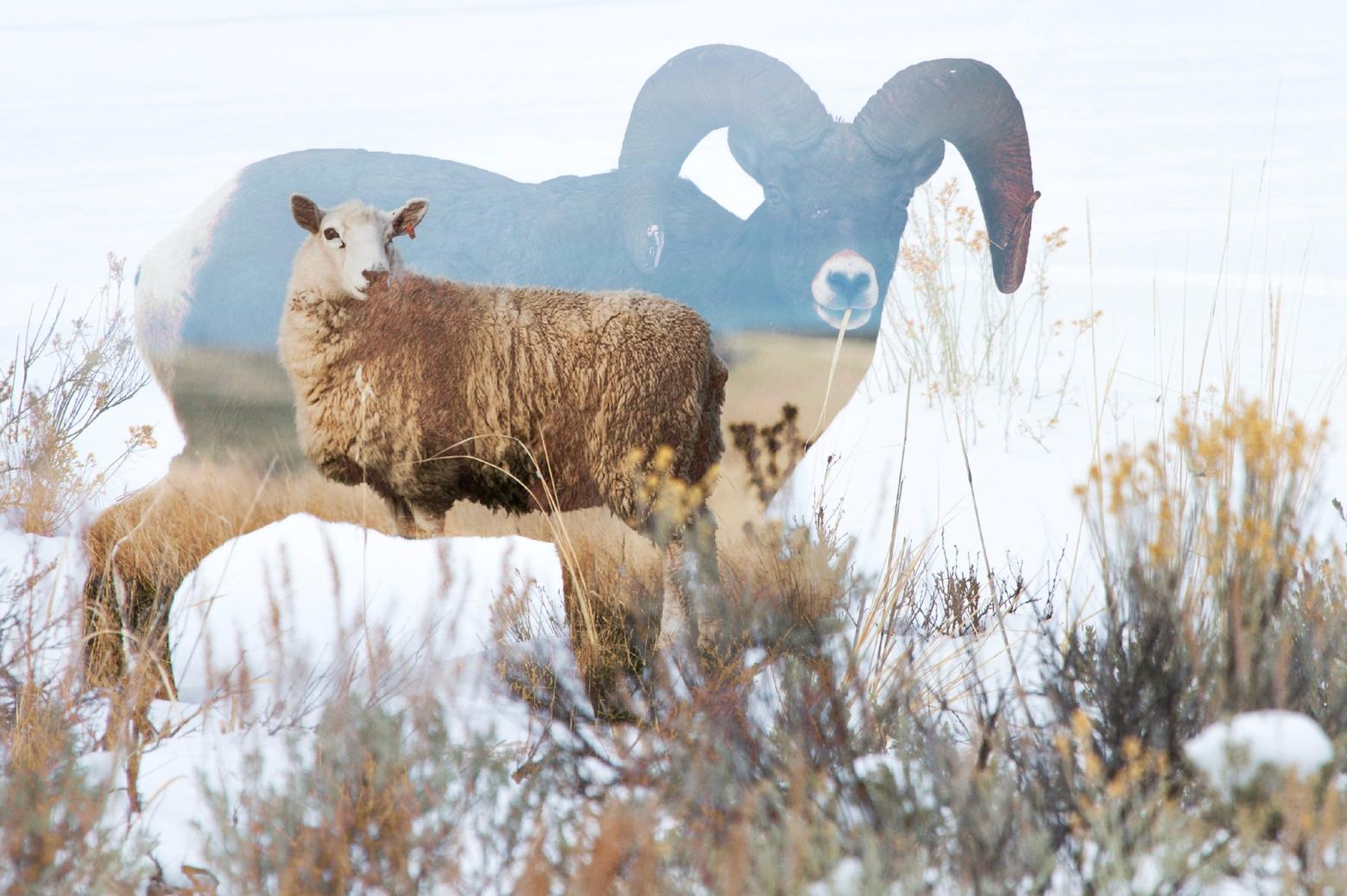 Researchers at Montana State University have been studying the domestic and bighorn sheep interactions, but recently received $4 million in university funding to initiate the latest research. Photos by Diane Renkin and Martin Schmidli. Illustration by Julia Barton
