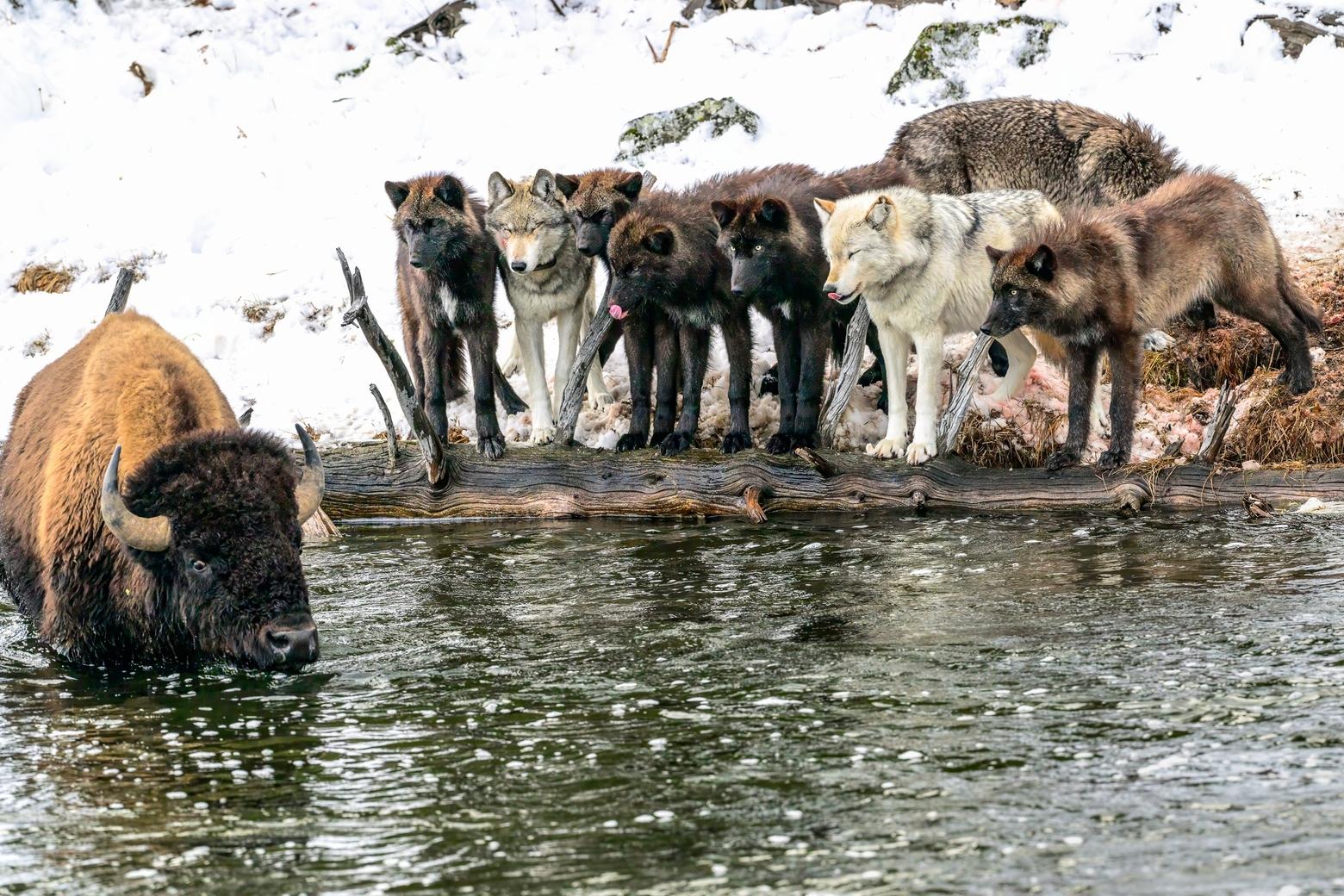 January 20, 2024. Wolves from the Wapiti pack watch toward the end of the day as the bison enters the Firehole River for the last time. He would die in the water. 