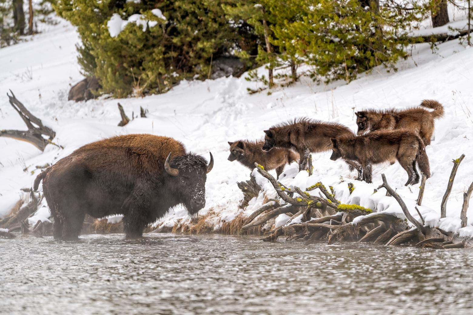 January 20. Early in the day, the bison would enter the river for protection from the wolves. He was safe in the water where they would not venture.