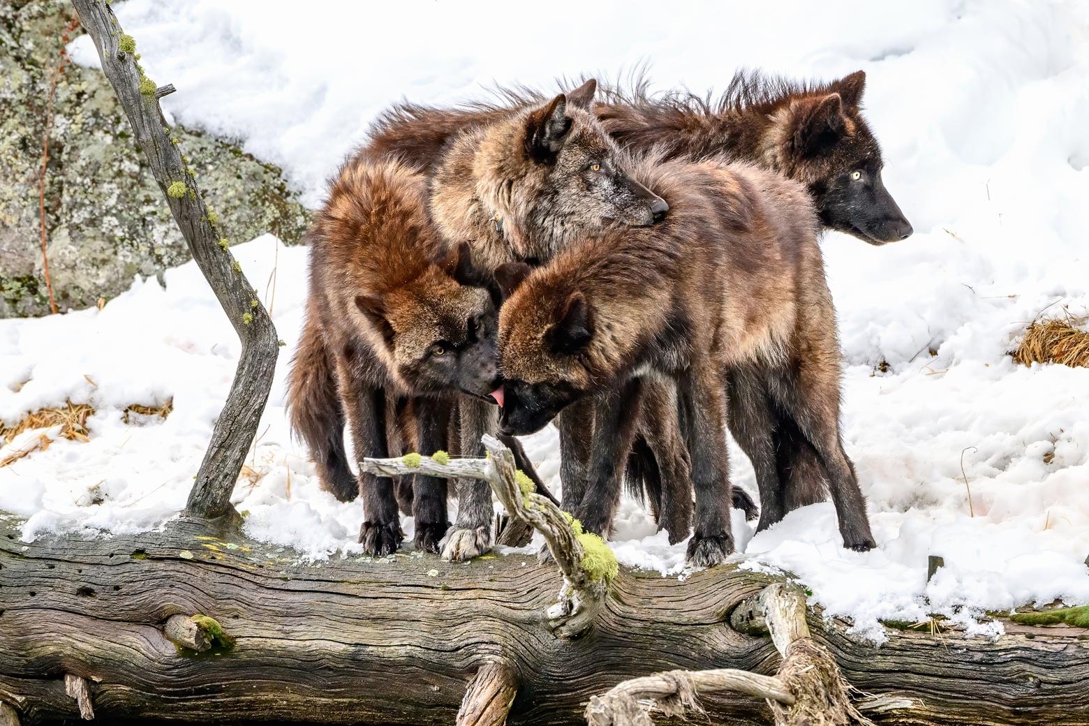 January 20. Four black wolves from the Wapiti pack gather on the shore of the Firehole River where the bison entered the water. They groomed each other after nipping at the bison several times before this photograph was taken. 
