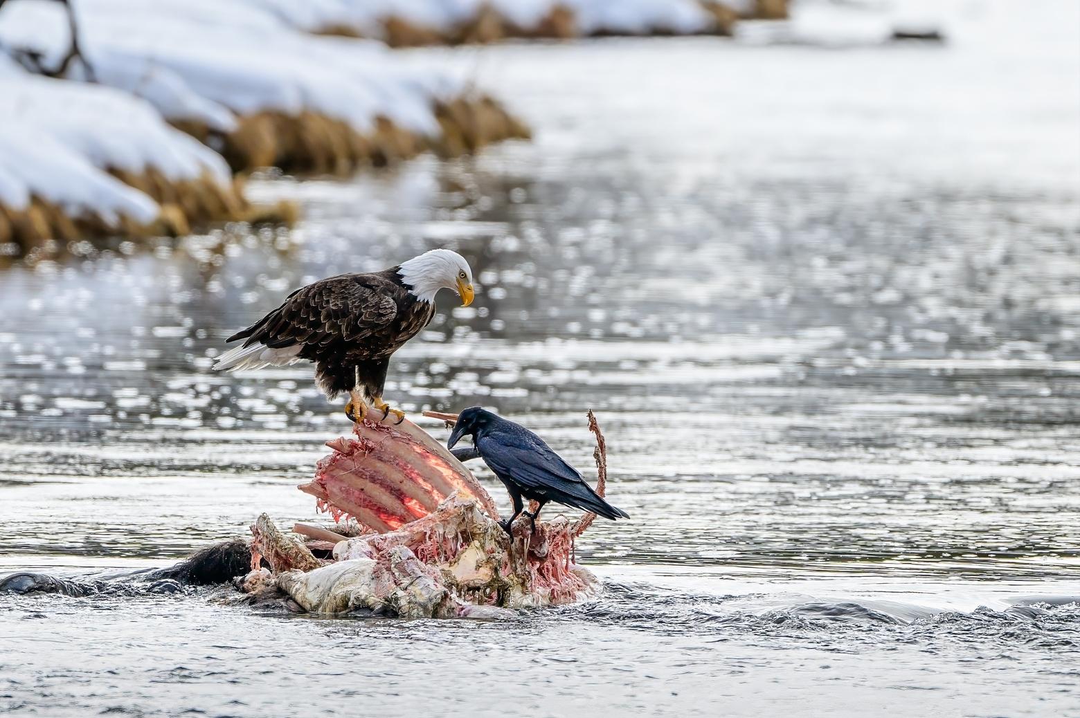 January 21. A bald eagle and ravens would be among the first visits to the carcass between wolf rounds.  