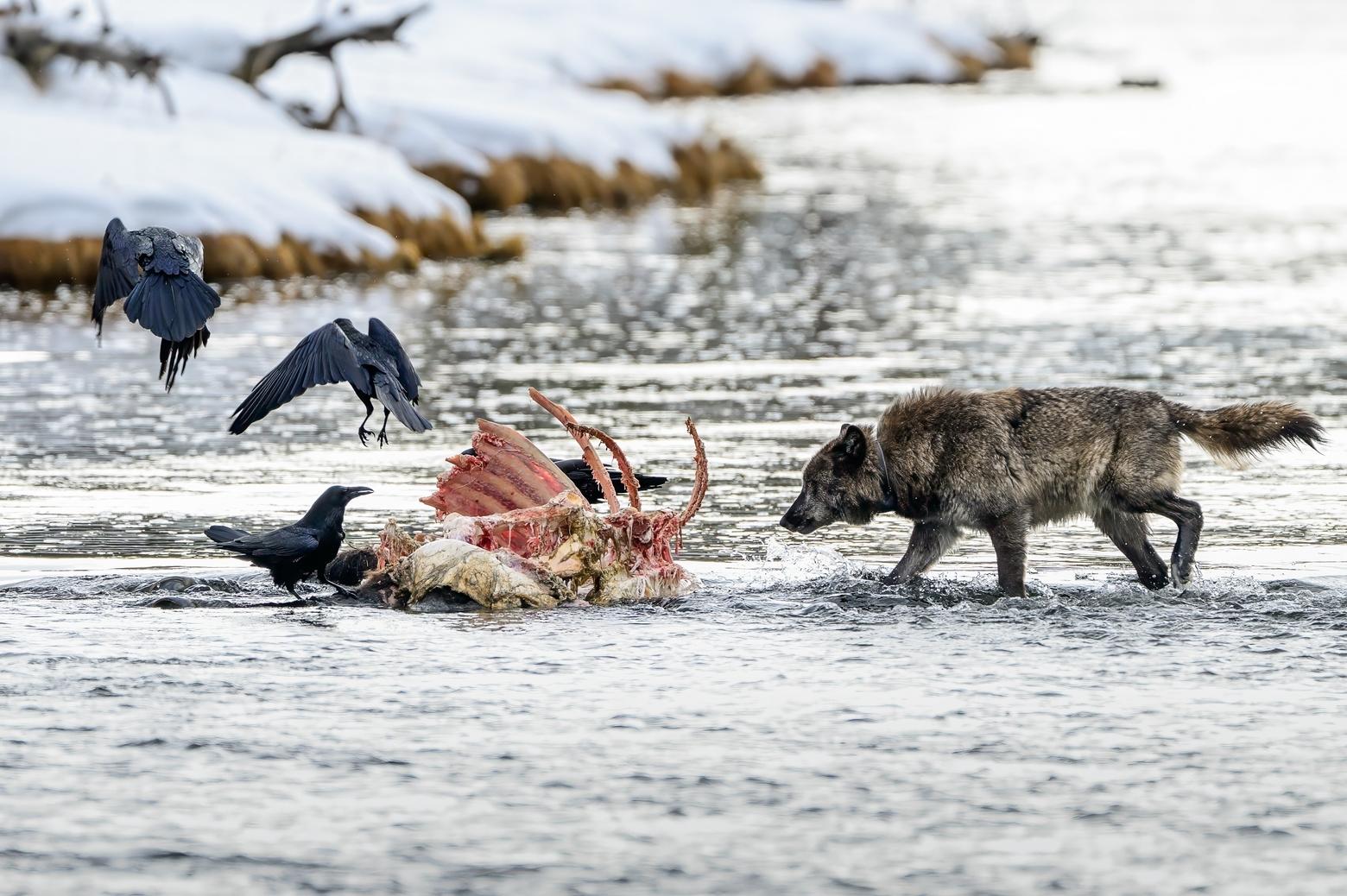 January 21. This particular wolf did not like the ravens eating on the carcass. He would run back and chase them off each time they would return. 