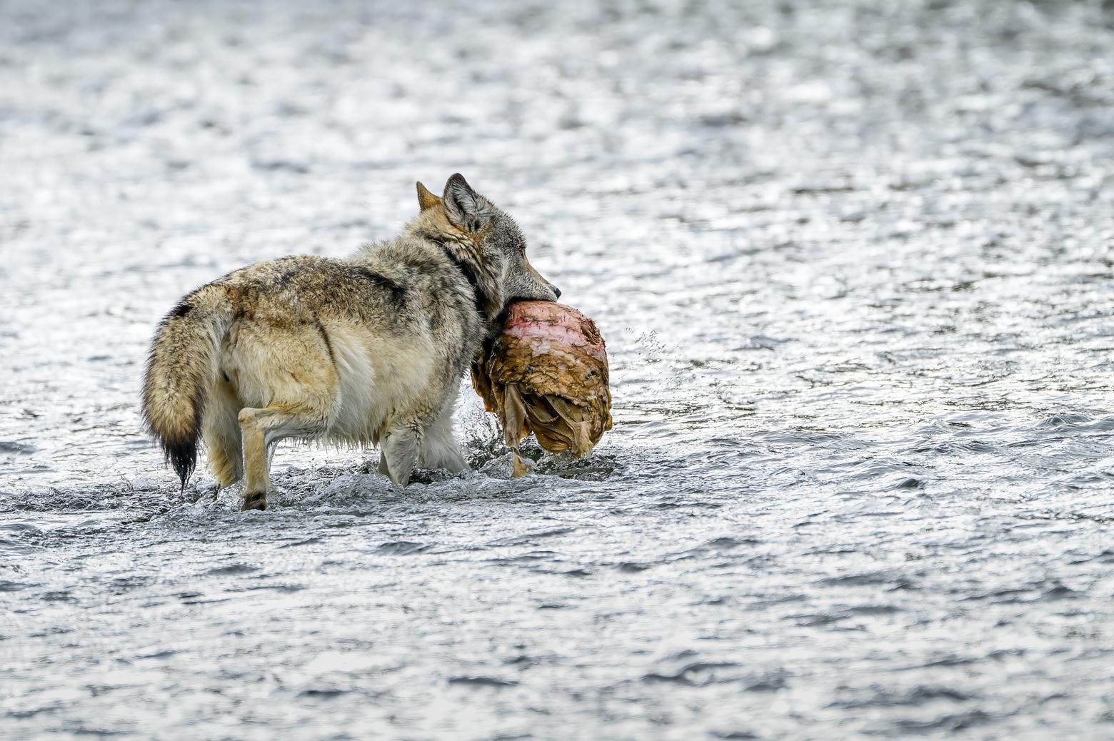 January 21. A portion of the carcass washed a ways down the river. Ravens began eating it when this wolf approached and hauled it back out of the water. 