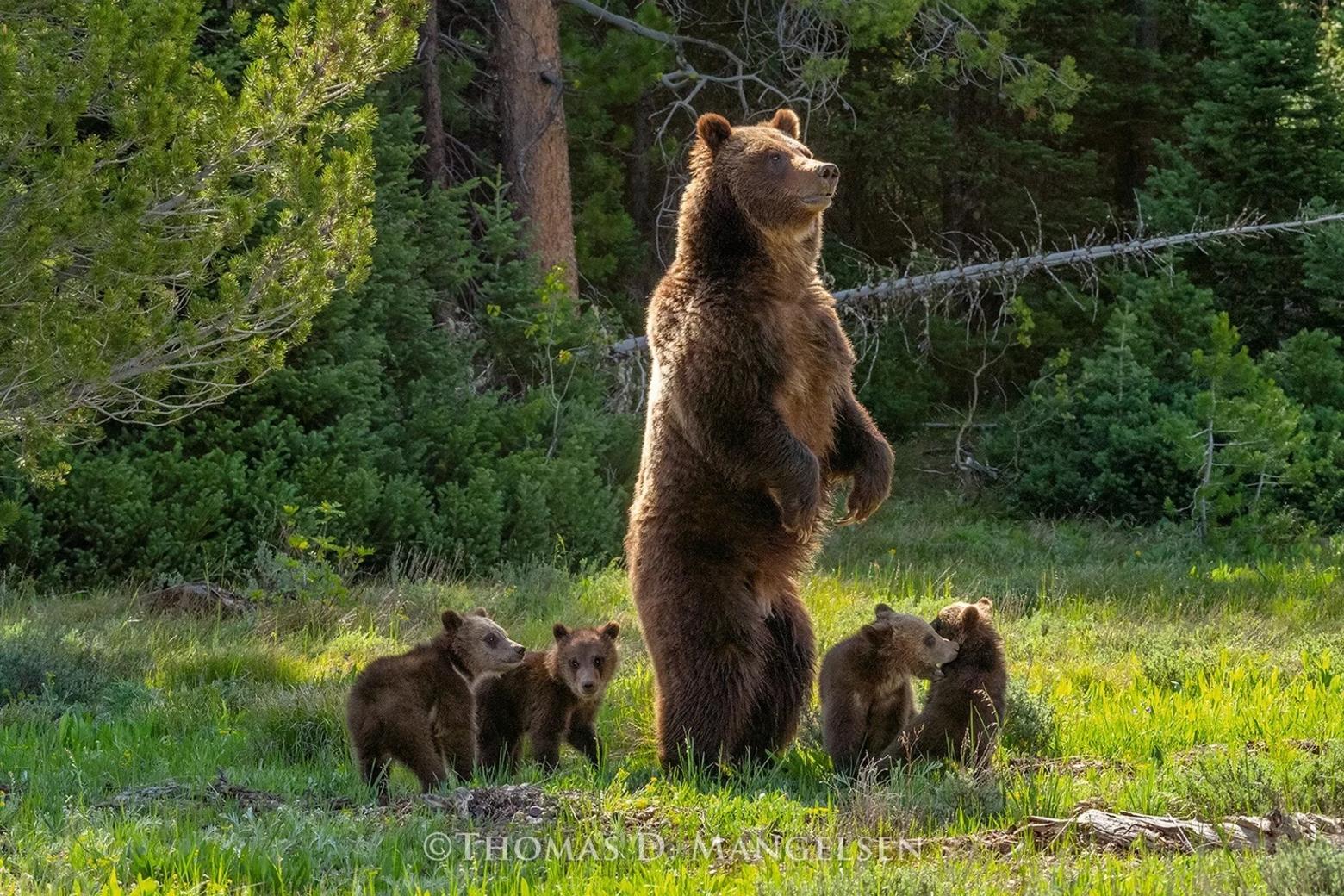 In 2020, world-famous Grizzly 399 emerged from hibernation with four cubs, astounding her fans and wildlife biologists alike. She was 25 years old. This image graces the cover of Thomas Mangelsen's new book, "Grizzly 399: The World's Most Famous Mother Bear." Photo by Thomas D. Mangelsen
