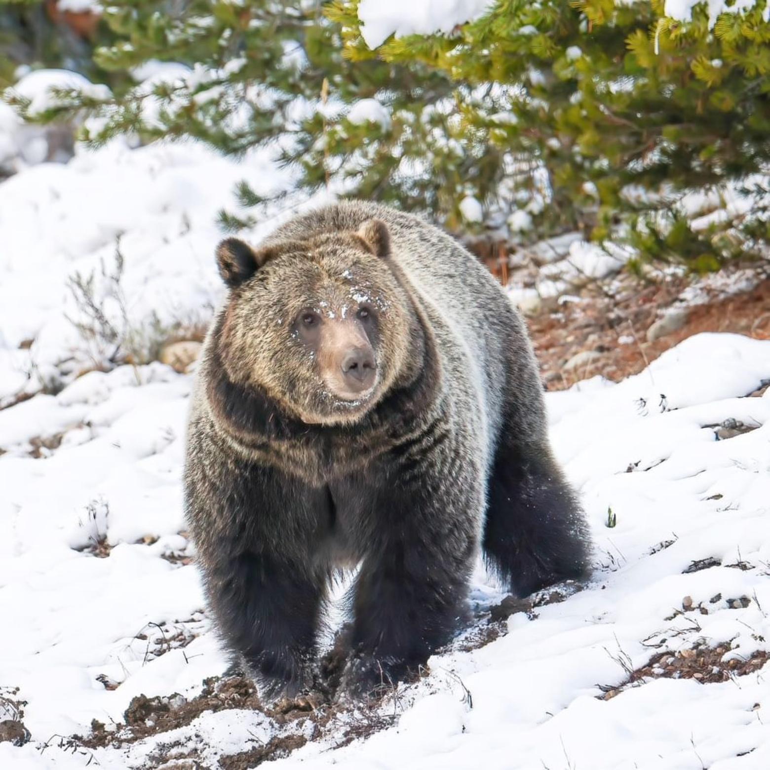 Facing the possibility of being removed from the Endangered Species List, Grizzly 1063 bulks up in Grand Teton National Park before hibernation last October. Photo by Ben Bluhm