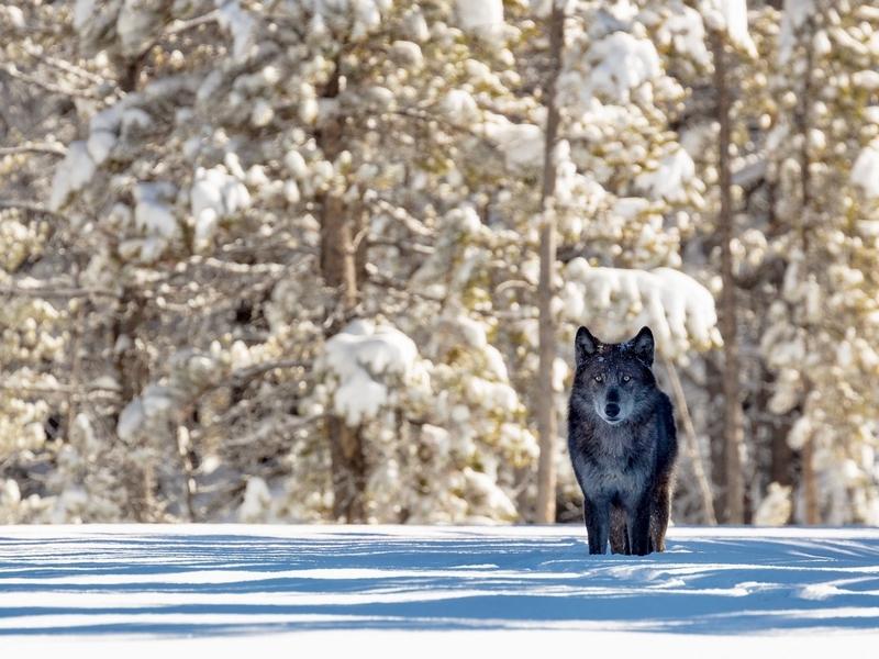 Last month, the Western Environmental Law Center filed an intent to sue after the U.S. Fish and Wildlife Service declined to relist wolves as endangered