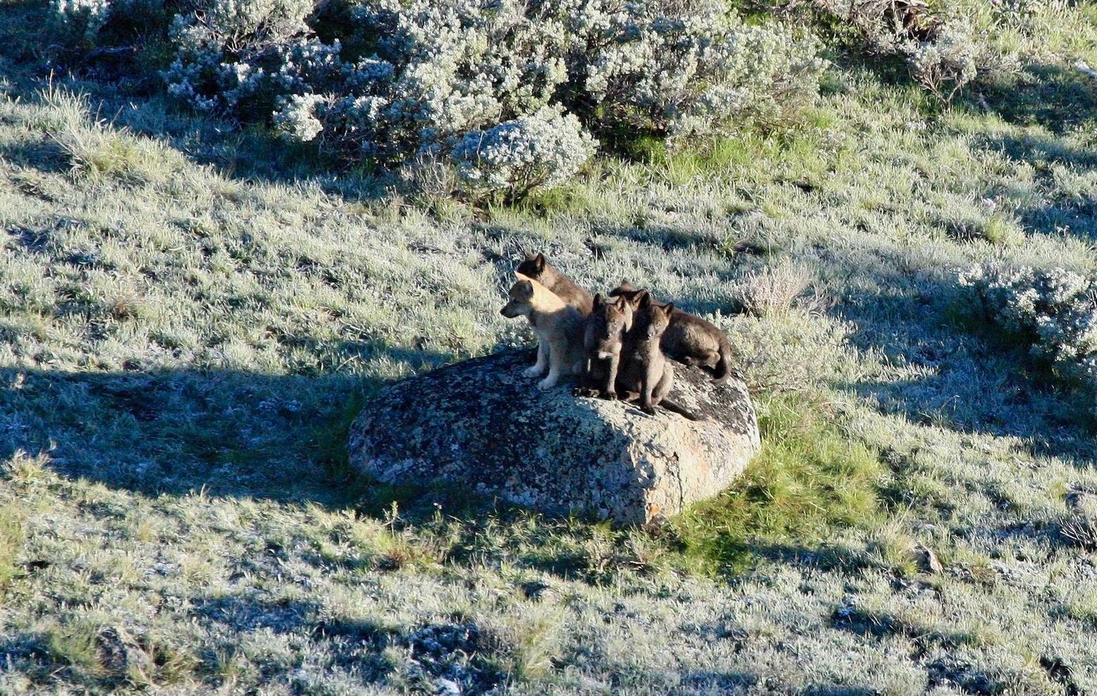 Adequate population size and genetic diversity are critical for the long-term survival of the Western gray wolf. Larger pack sizes also make hunting easier, further ensuring pack success. Photo by Dan Stahler/NPS