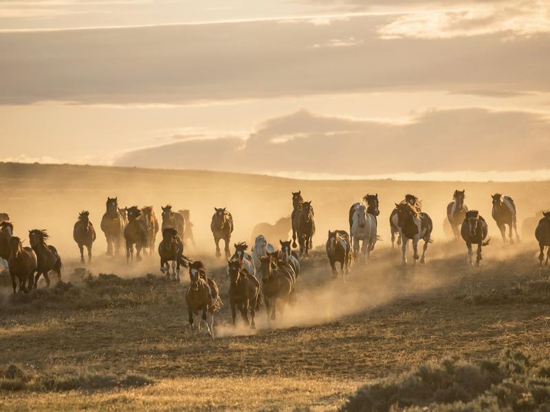 Summer thunder: the McCullough Peaks herd on the move