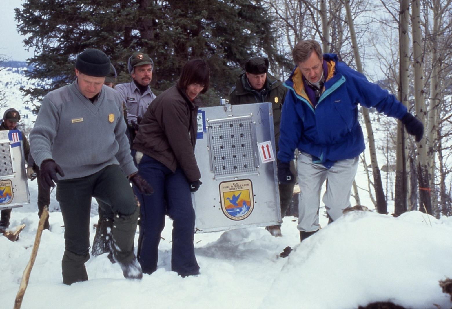 January 12, 1995. The first wolf arrives in Yellowstone National Park at the Crystal Bench Pen (Mike Phillips - YNP Wolf Project Leader, Jim Evanoff - YNP, Molly Beattie - USFWS Director, Mike Finley - YNP Superintendent, Bruce Babbitt - Secretary of Interior). Photo by Jim Peaco/NPS