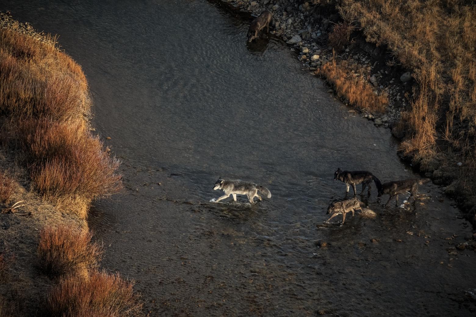 An aerial photograph of the 8-Mile Wolf Pack crossing the Gardner River in Yellowstone National Park. The collared gray wolf in front, known to the scientists as 689M, was previously the alpha male of the neighboring Cougar Creek Pack. Scientists suspect the Cougar Creek Pack killed the alpha male of the 8-Mile Pack, 871M. 689M was shot by a hunter outside of the park one week after this photo was taken on November 5, 2014.Photo by Ronan Donovan