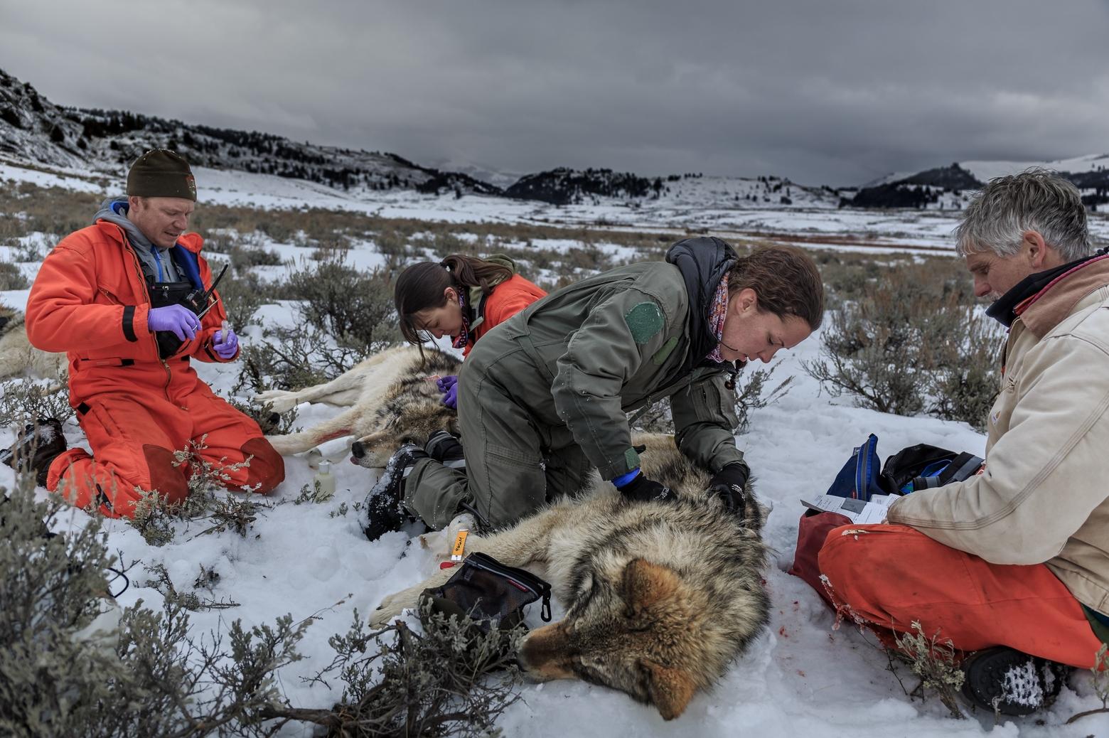 Members of the Yellowstone Wolf Project (L to R): Dan Stahler, Erin Stahler, Kira Cassidy and Doug Smith tend to sedated wolves of the Junction Butte Pack during the annual collaring operation in Yellowstone National Park on December 15, 2014. Photo by Ronan Donovan