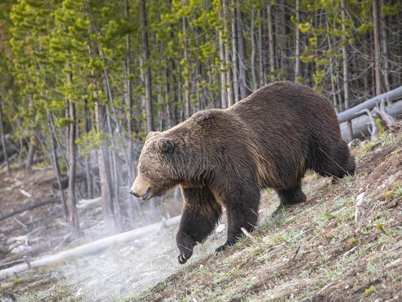 Montana FWP says not much will change in terms of grizzly bear management. Not everyone agrees.