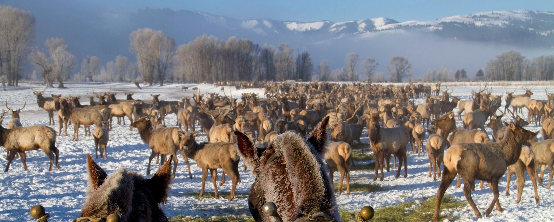 Wyoming plans to keep operating all of its 21 elk feedgrounds