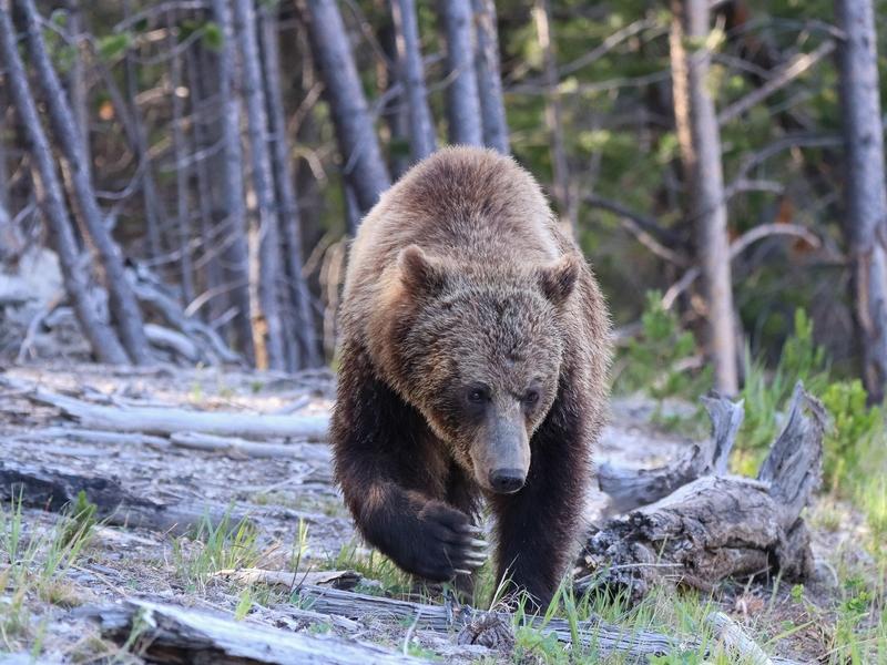 A grizzly bear near Roaring Mountain, Yellowstone National Park
