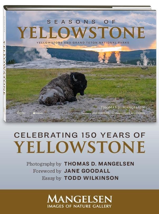 Yellowstone Book Mangelsen