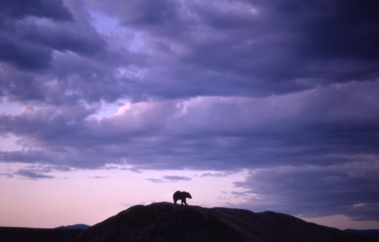 In the late 1960s when this photograph of a Yellowstone grizzly was taken, the bruin population was crashing, necessitating a desperate listing to give bears federal protection under the Endangered Species Act in 1975. The state of Wyoming then and still does regard grizzlies as a management burden.  Four decades ago fewer than 140 grizzlies survived in the entire Greater Yellowstone Ecosystem. While bear numbers have grown so too have the number of significant threats to the survival of grizzlies and large carnivores worldwide. 