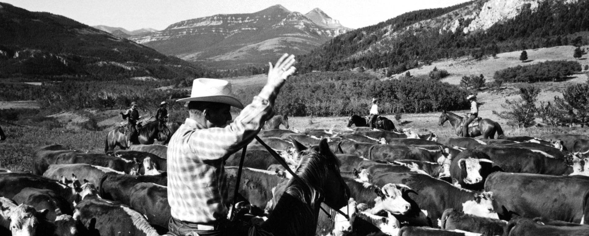 Bob Staffanson in the saddle herding cattle half a century ago.