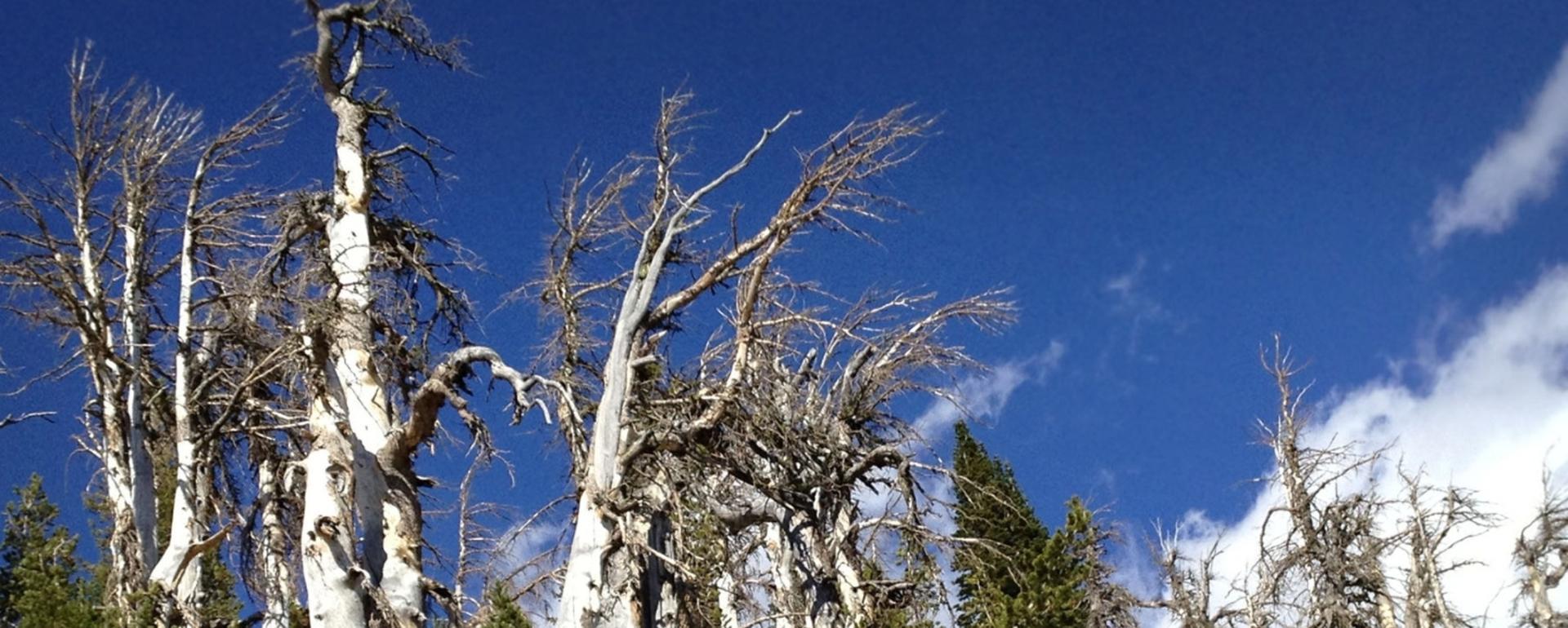 Dead whitebark pine trees in Greater Yellowstone. Photo courtesy U.S. Fish and Wildlife Service