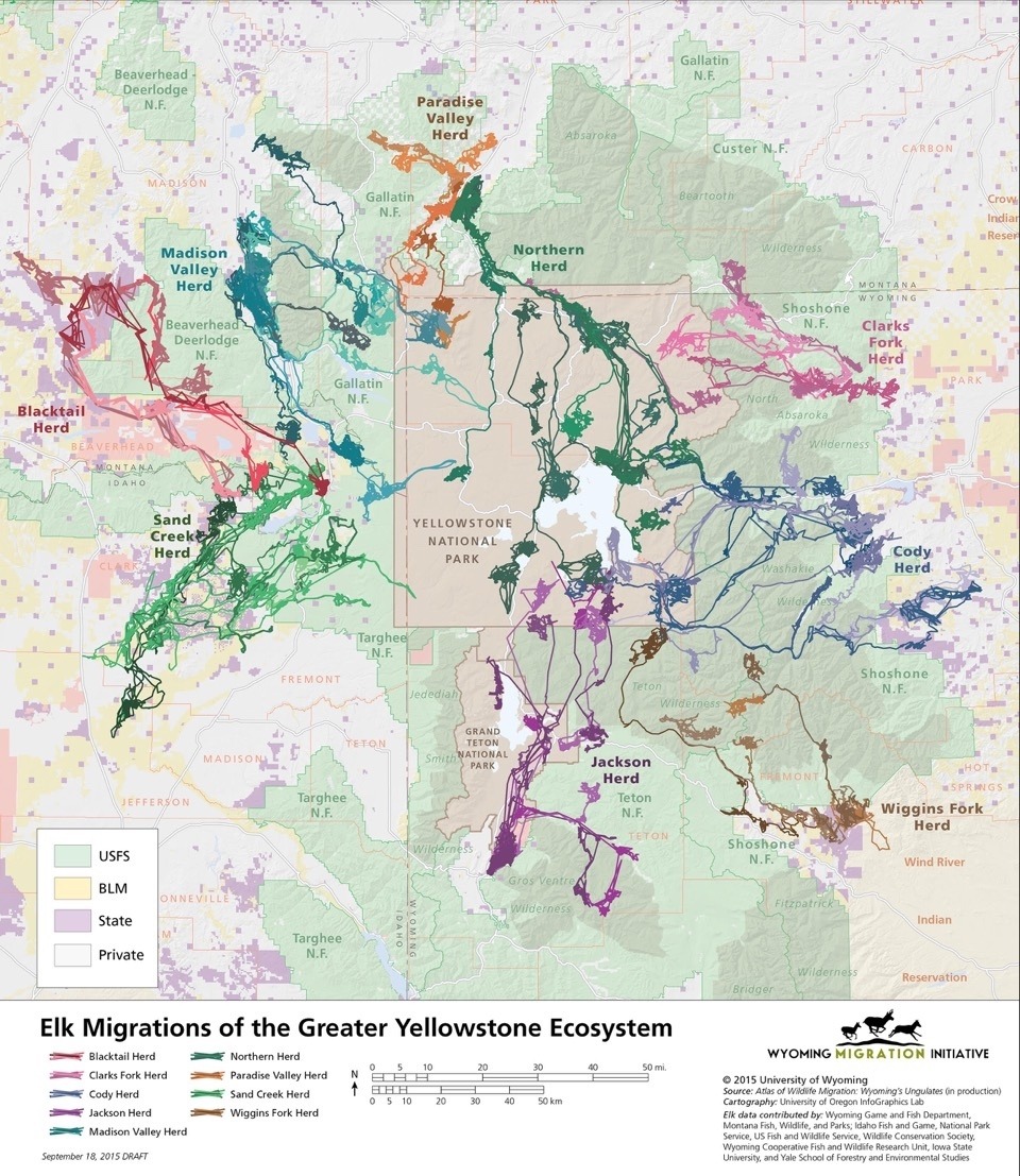 This map created by the Wyoming Migration Initiative identified the long-distance elk migrations that spiral in and out of Yellowstone and Grand Teton national parks. It's one of the things that make the Greater Yellowstone Ecosystem extraordinary in the world.. Map courtesy Wyoming Migration Initiative (http://migrationinitiative.org)