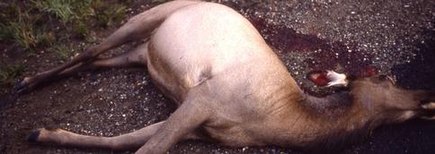 Elk, photo courtesy National Park Service/Ed Austin/Herb Jones