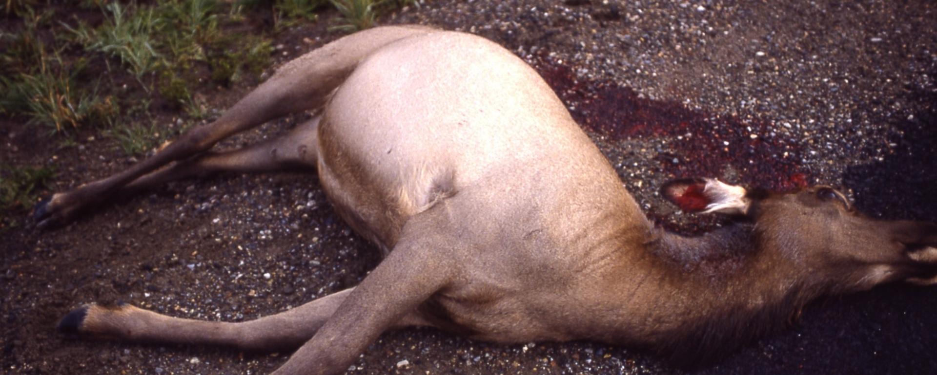 Elk, photo courtesy National Park Service/Ed Austin/Herb Jones