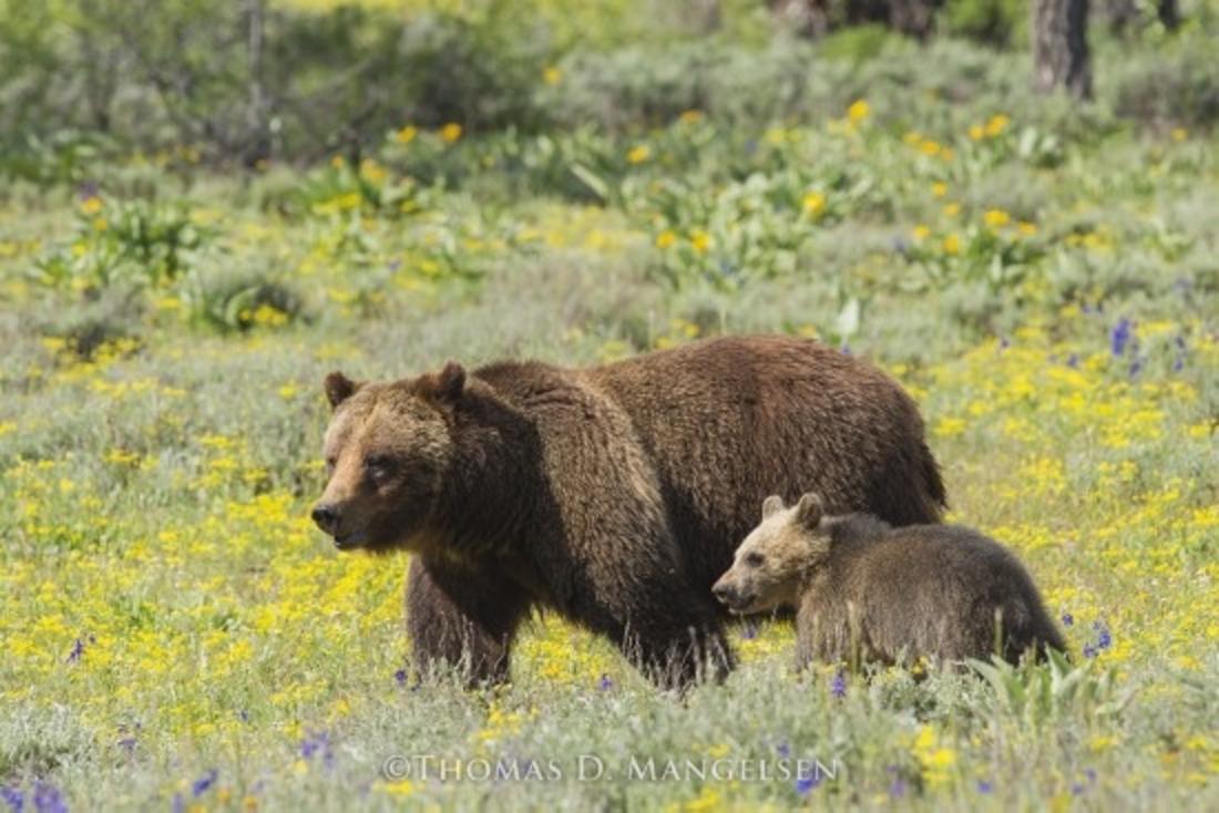 Grizzly 399 and cub, one of 17 descended from her bloodline since she was born in 1996.  Photo courtesy Thomas Mangelsen.