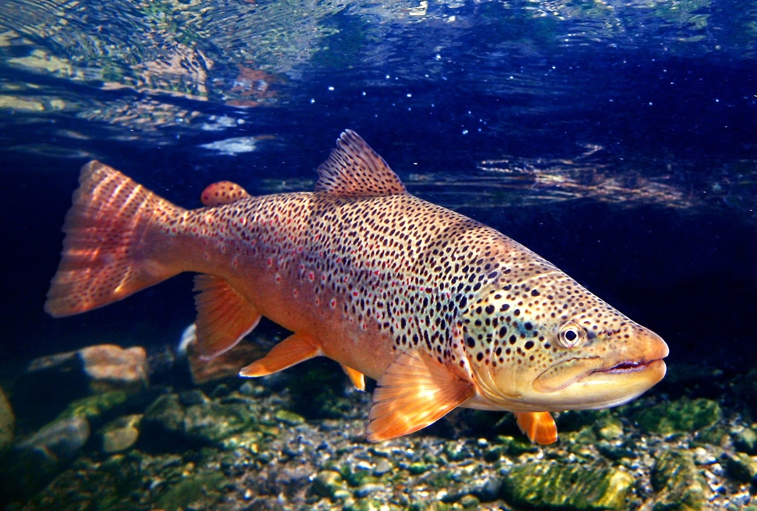 Brown trout, a fine art photograph by Pat Clayton (fisheyeguyphotography.com) 