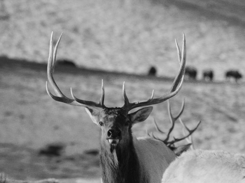 Will the National Elk Refuge become ground zero for catastrophic disease? Photo courtesy National Elk Refuge