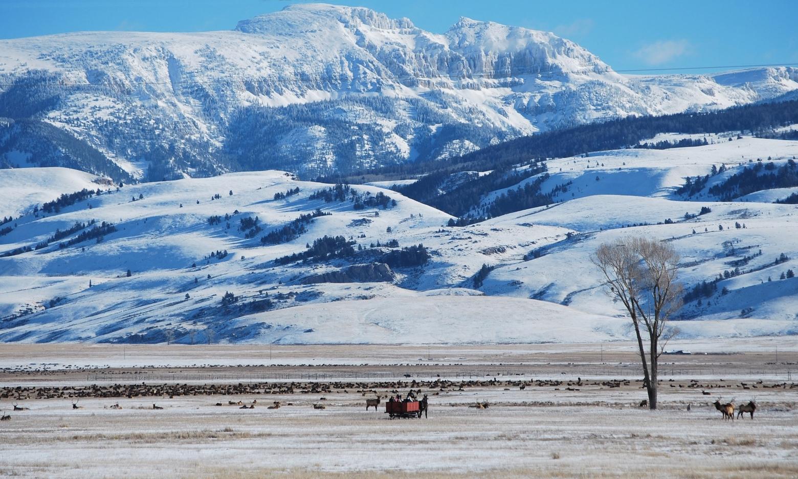 All is not nearly as idyllic as it appears in this scene with tourists enjoying a sleigh ride across the National Elk Refuge in Jackson Hole, Wyoming. Scientists say the unnatural feeding of thousands of wintering wapiti has created ripe conditions for a catastrophic outbreak of deadly Chronic Wasting Disease.  Photo courtesy National Elk Refuge