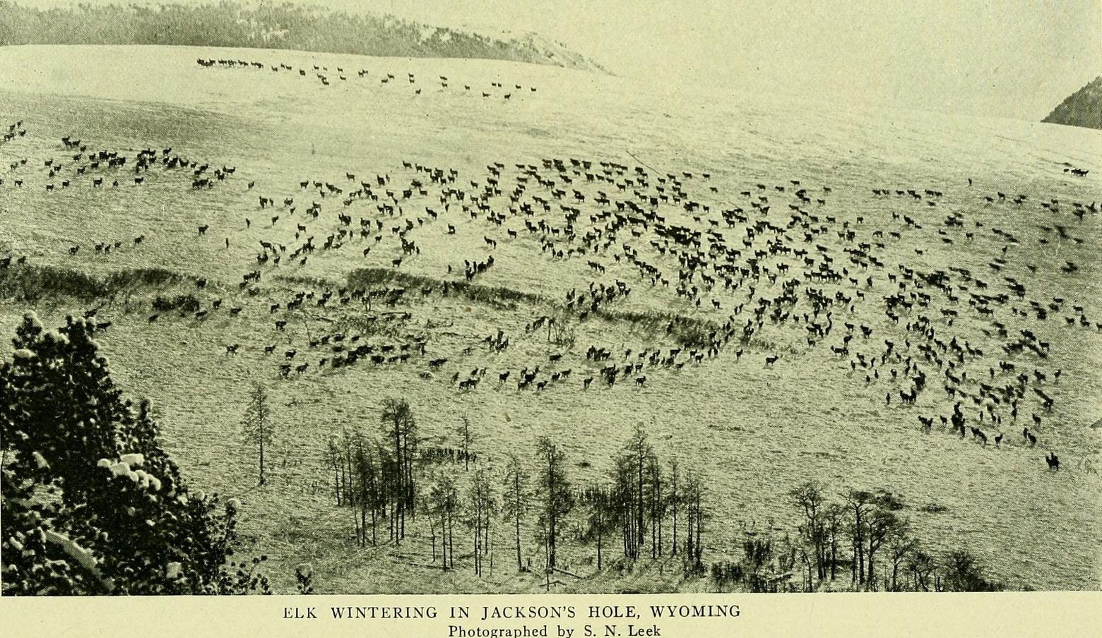 Originally, elk were nourished with supplemental feed at the beginning of the 20th century with the noble intent of saving herds from starvation.  More than a 100 years later,  scientists say such practices of bunching up animals creates ripe conditions for outbreaks of disease like brucellosis, deadly Chronic Wasting Disease and bovine tuberculosis