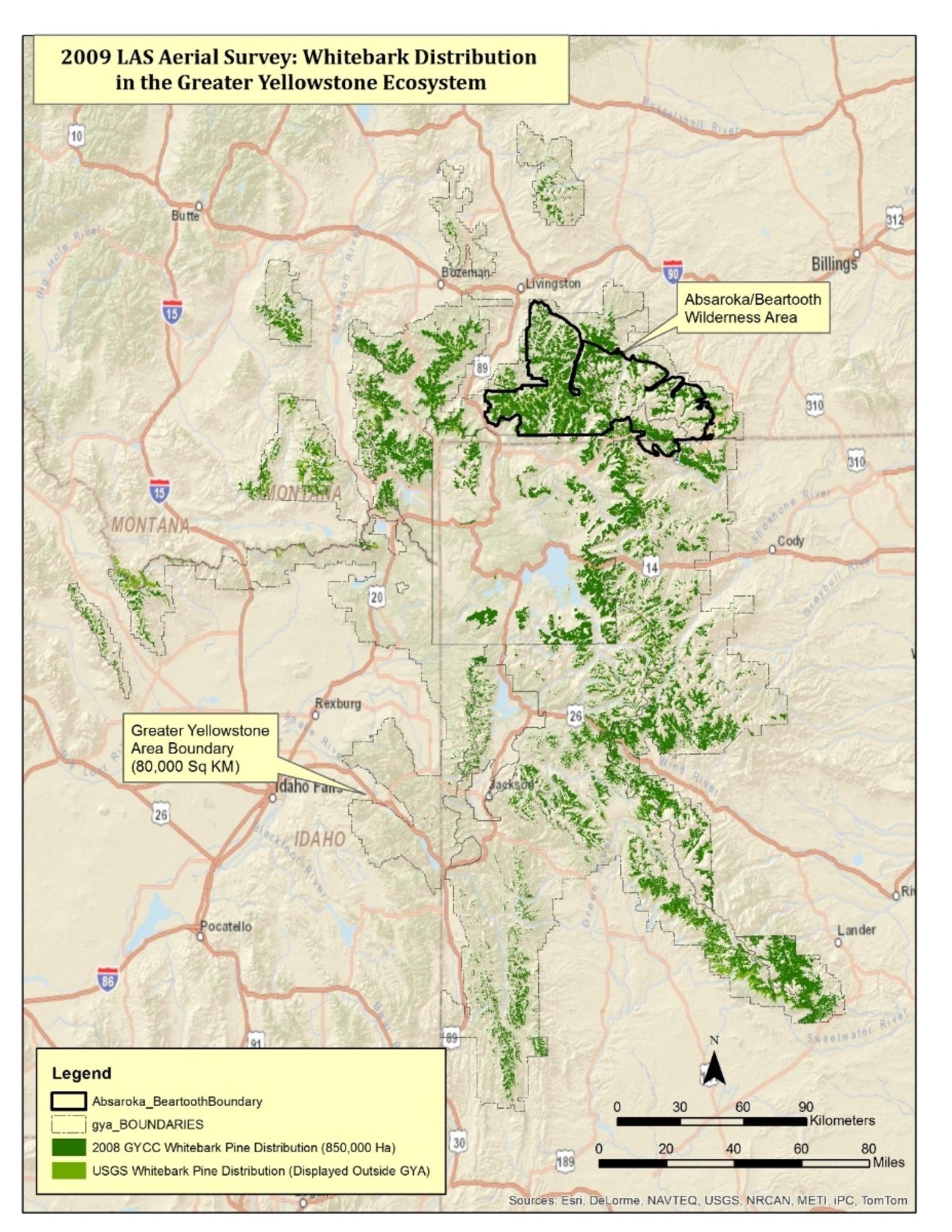 Map of whitebark pine distribution in Greater Yellowstone. After attacks by mountain beetles, blister rust, drought and wildfire, whitebark is barely hanging on, most notably in the high and cold reaches of the Absaroka-Beartooths in the northeast corner of the ecosystem and the Wind River Range in the southeast.